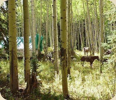 colorado elk hunting camp
